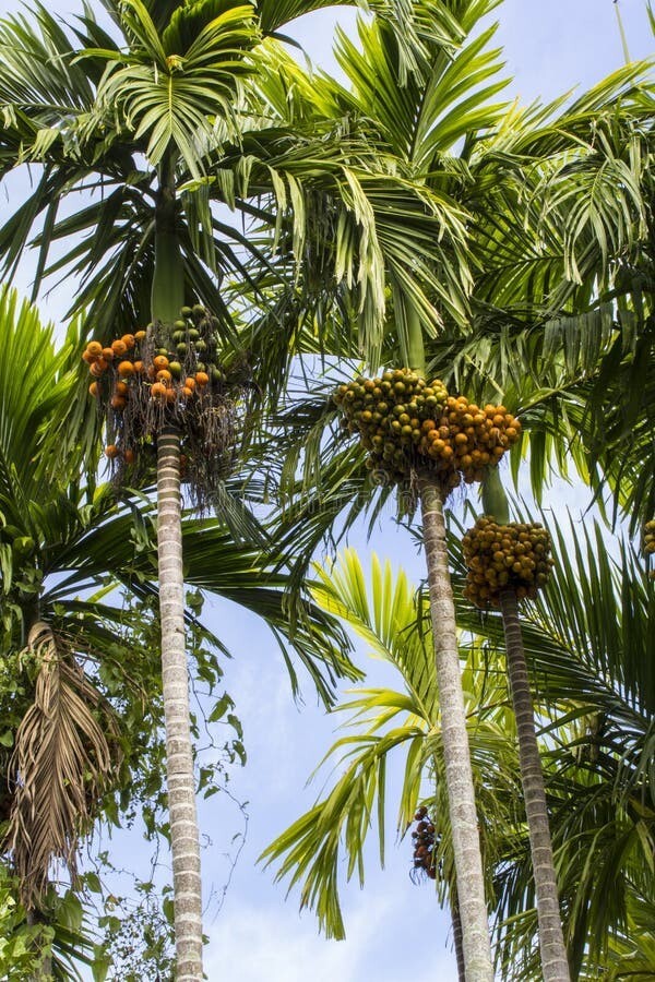 What Is Betel Nut Tree