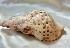 Triton Shell 6 Inches 