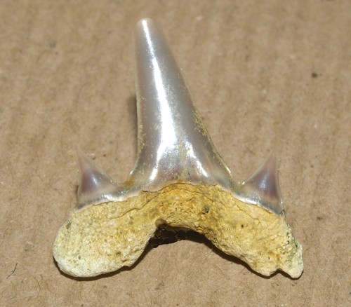 Campanian age shark tooth Scapanorhynchus perssoni. Saratov region, Russia - Picture 5 of 11