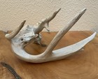 Non-Typical White Tail Deer Antler, Great Display Piece — photo 9