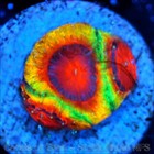 Corals of Eden ~ WYSIWYG Live Coral Frag ~ AppleJacks Favia Coral ~ LPS SPS — photo 7