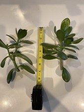 Green Jade Plant 4-7  Tall 5 Cuttings With A Branch From Healthy Mother Plant.