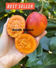 50 Seeds Orange Tree Tomato Juicy Easy to Grow Vegetable Garden Planting