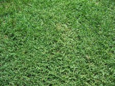 Bermuda Grass Seed, Unhulled, Coated, (5 Lb. Pack), Drought Tolerant Lawn Seed Bermuda Grass Seed, Unhulled, Coated, (5 Lb. Pack), Drought Tolerant Lawn Seed
