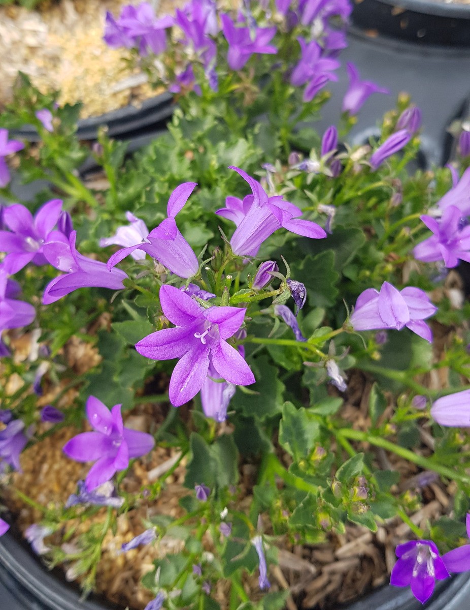 Campanula portenschlagiana Catharina à floraison longue conteneur 3L