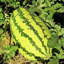 Jubilee Watermelon Seeds | Giant Sweet Green Striped Red Fruit Seed Fresh 2025