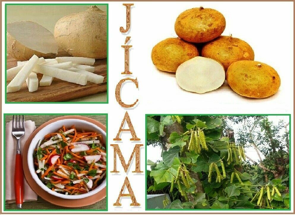 Jicama (pachyrhizus Erosus) - Graines Baumaux