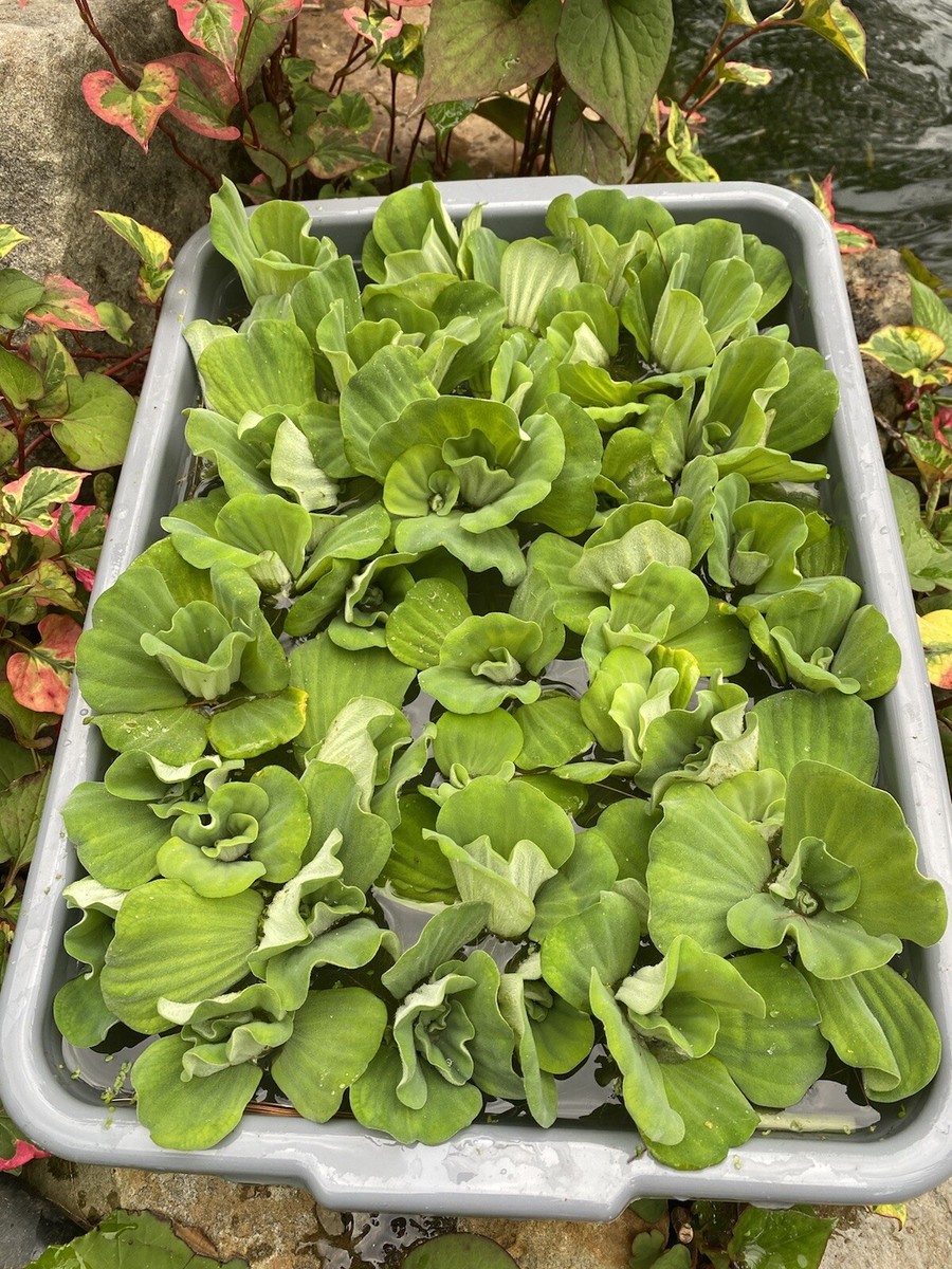 Water Lettuce Floating Plants For Koi Ponds – Natural Algae Control, Combine Shipping Available