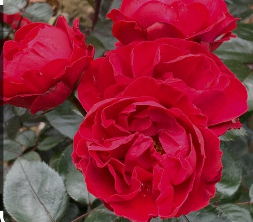 Miss Molly- Red- Bush Rose In A 3 Litre Pot - Picture 2 of 4