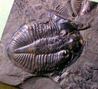 Rare 3.5cm complete Pseudogygites latimarginata; Ordovician, Ontario Canada