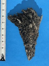 Remarkable Natural Shark Tooth Shaped Drift Wood MEASURES 9" X 6"