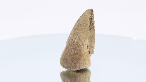 Rare Pachycephalosaurus Toe Claw Ungual Fossil 1.75" South Dakota SD COA 5045 - Video 1 of 1