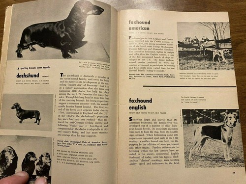 Vintage The New Book of Dogs by Carlton Brown 1954 Maco Mag. Co. TAB Club Ed. C5 - Picture 7 of 12