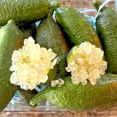 Australian Finger Lime Grafted Plant Tasty Green Caviar Lime Tree Tall 20 inchs