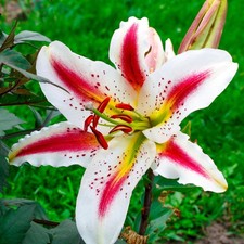 Lilium Oriental Lily Playtime 3 Flower Bulbs, Summer Fragrant Blooms for Cutting