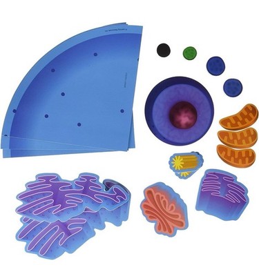 NEW Learning Resources Giant Magnetic Animal Cell Science Activity Homeschool