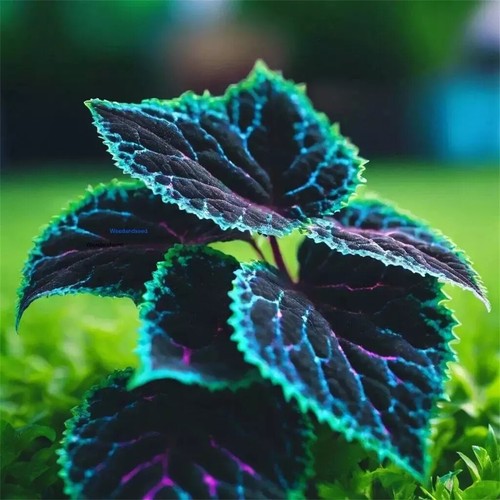 20PCS Coleus Seeds – Rare Blue, Black, and Green Foliage – Unique Garden Accent - Picture 9 of 9