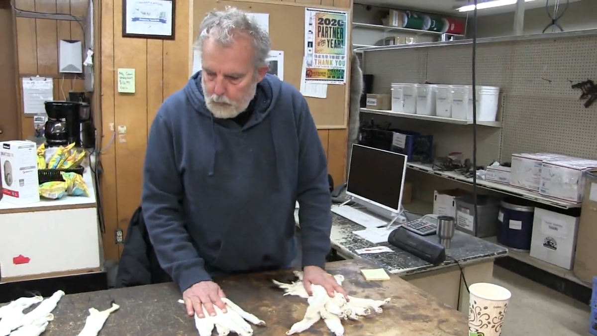 Tanned Weasel, Prime winter white with Black Tip Tail