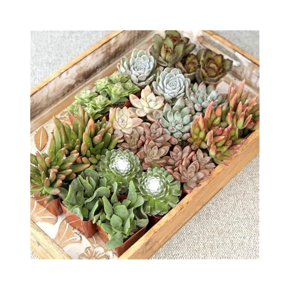 Live Succulent Plants 20 Pack - Assorted Potted Indoor Plants in Planter Pots - Image 2 of 4