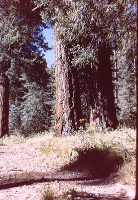 Photograph 35MM Slide Arizona Mt Graham Trees Pine