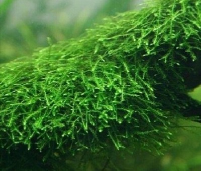 1 bag x Java Moss (Vesicularia Dubyana) Fast Growing ...