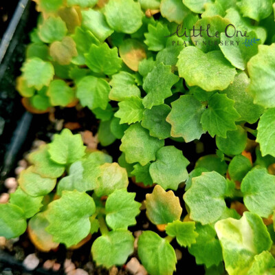 Dorstenia gypsophila fresh seeds for sale by Little One Plant