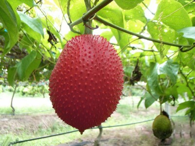 Momordica cochinchinensis, Gac Fruit, Mini Baby Jackfruit - 3 Se eds