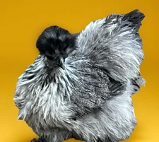 12 Rare Silkie Hatching Eggs! Designer Colors! ➕✅ Showgirls!