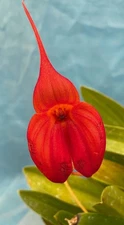 Masdevallia Harold Ripley Rust-Red Orange BS Orchid 4” Pot New Divisions