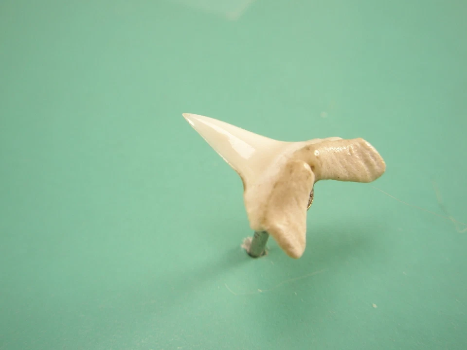 Mordedura de tiburón blanco vintage PEQUEÑO PEQUEÑO corbata solapa pin martillo tigre mako z16 Foto 4 de 4