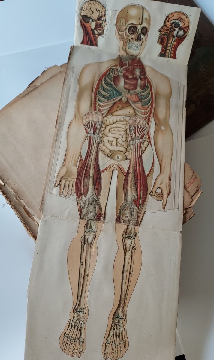 Bilz Natural Healing Process German Medical Book Old Bilz Natural Healing Process German Medical Book Old