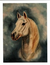 White Horse Profile Head Study 6 Blank Note Cards Great For Birthdays Thank You