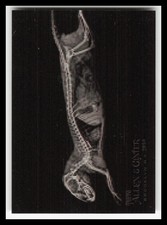 2024 Topps Allen and Ginter X-Rayd #XR14 Dwarf Mongoose