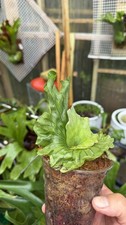 Platycerium Staghorn Fern Wandae Dwarf #1