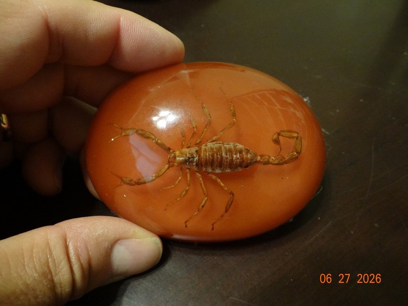 Scorpion Paperweight Acrylic Dome, Felt Bottom, 3 5/8" long