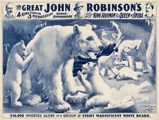 Wall Decoration Poster.Room art design.Circus White Polar bears.Wildlife.11703
