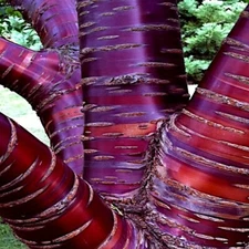 Tibetan Paper Birchbark Cherry Tree Seeds Prunus serrula Hardy Shiny Bark Plant