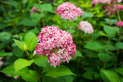 1st. Pink Annabelle  40-60 cm im großem Topf Hortensie Hydrangea arborescens