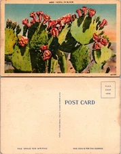 Nopal Cactus in Bloom Postcard