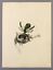miniature 1  - c1840 humming bird with nest and eggs beautiful ORIGINAL sketch finely detailed