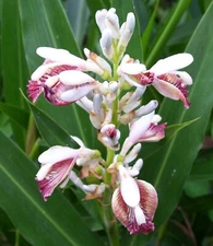 Alpinia galanga | Greater Galangal | Siamese Ginger | 20_Seeds