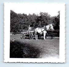Old Vintage Square Photo MAN WOMAN HORSE DRAWN CART PUPPY DOG SNAPSHOT