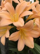 Clivia miniata Tipperary Peach x 3 Seed. UK National Collection Holders.