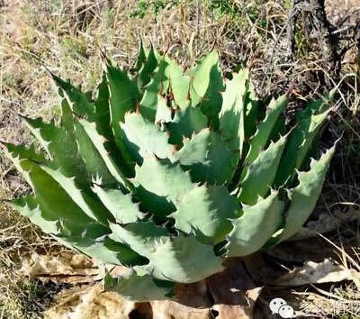 Agave nussaviorum 15-30cm | Nussbaumer's agave | Nussaviorum agave - Oaxaca Agav
