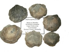 Ordovician Brachiopod shell fossil 1 per bid Rafinesquina fracta McMillan Fm KY