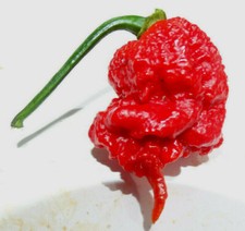 A+ CAROLINA REAPER Pepper seeds Instructions Incl-d 2024 CROP WORLD HOTTEST!