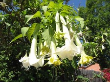 Brugmansia suaveolens WHITE ANGELS TRUMPET Seeds 
