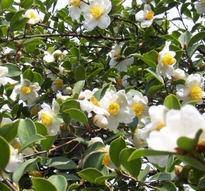 Camellia Oleifera 5 Seeds, Fragrant Edible Tea Oil Shrub Or Small Tree |  eBay