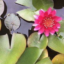 PERRYS BABY RED WATER LILY FLOWERING SIZE BARE ROOT POND