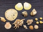 SEASHELL lot SAND DOLLAR CONCH SUNSHELL CLAM TURBO SPIDER SHELL SNAIL  ocean — photo 4